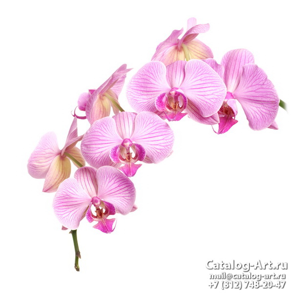 Pink orchids 17